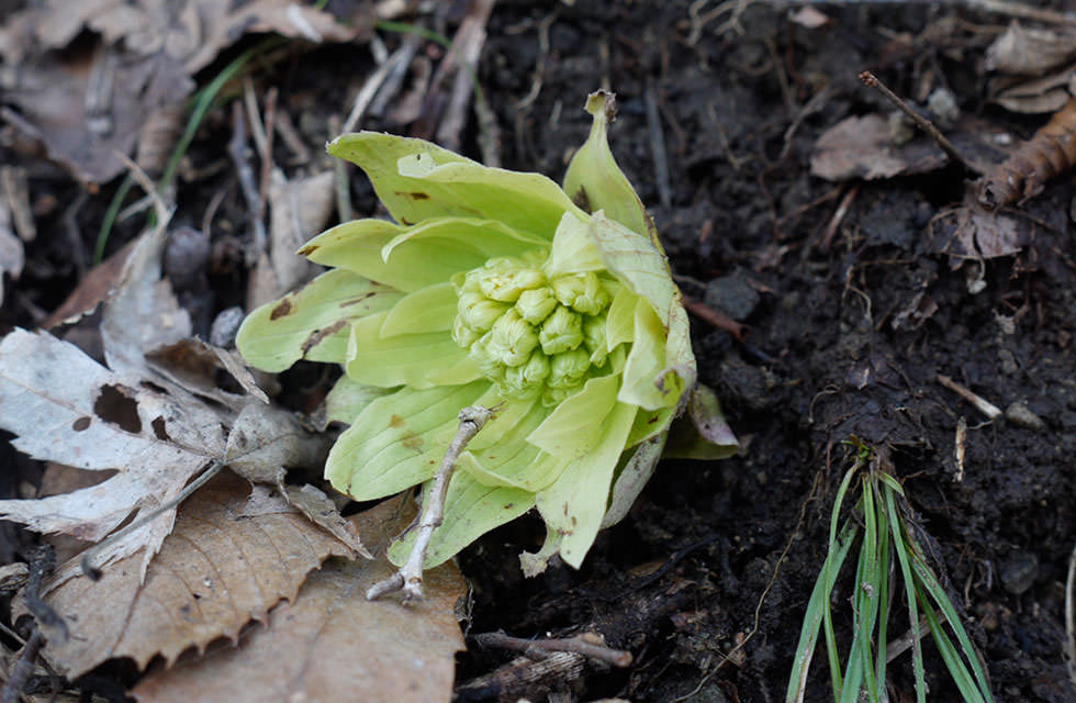 かたくりの宿 山からの恵み