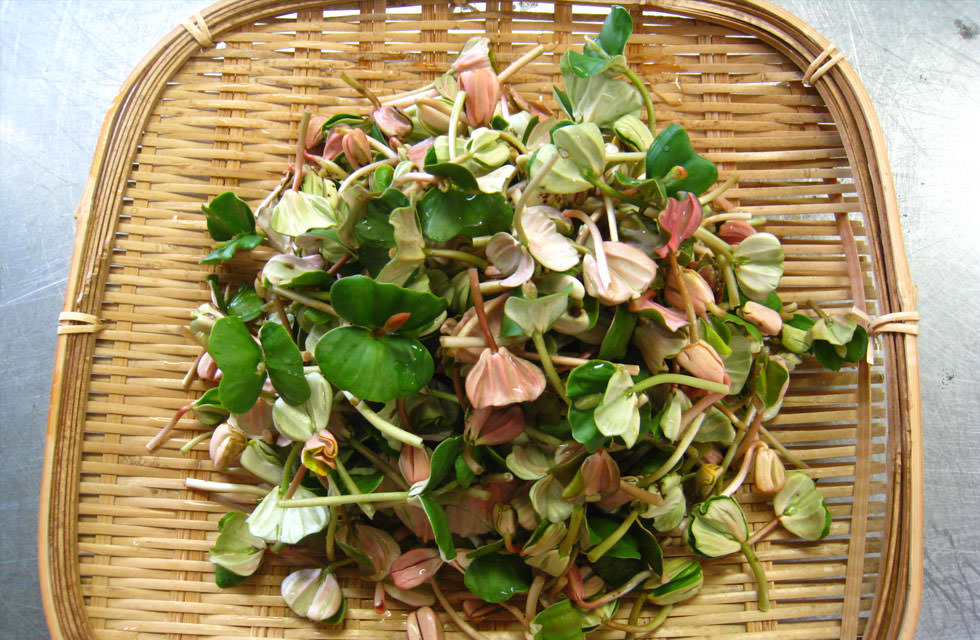 かたくりの宿 山からの恵み