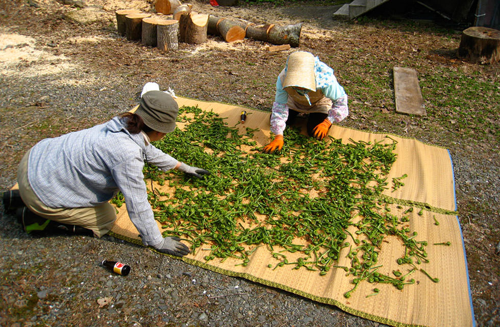 かたくりの宿 山からの恵み