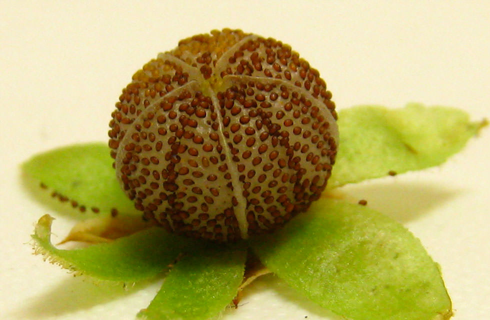 かたくりの宿 山からの恵み