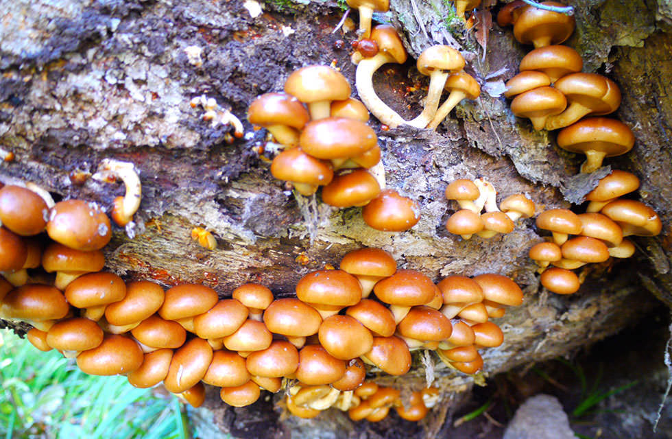 かたくりの宿 山からの恵み