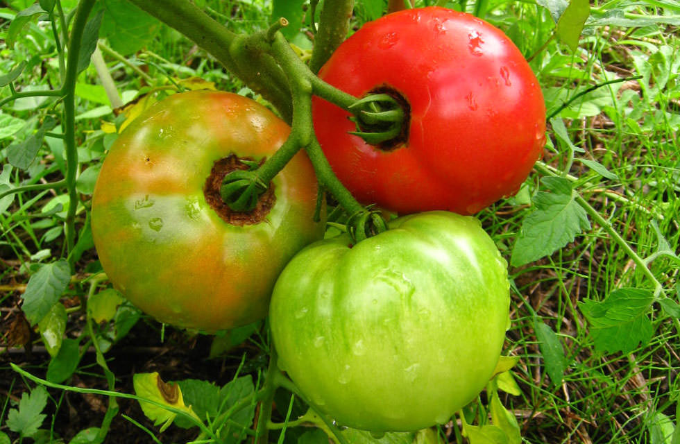 かたくりの宿 野菜