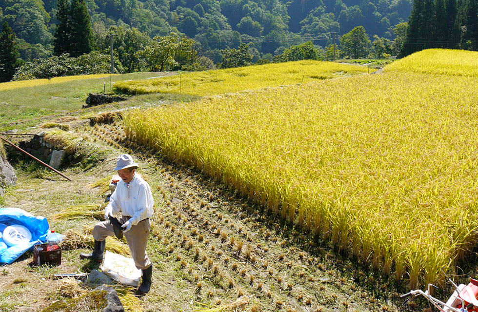 かたくりの宿 お米