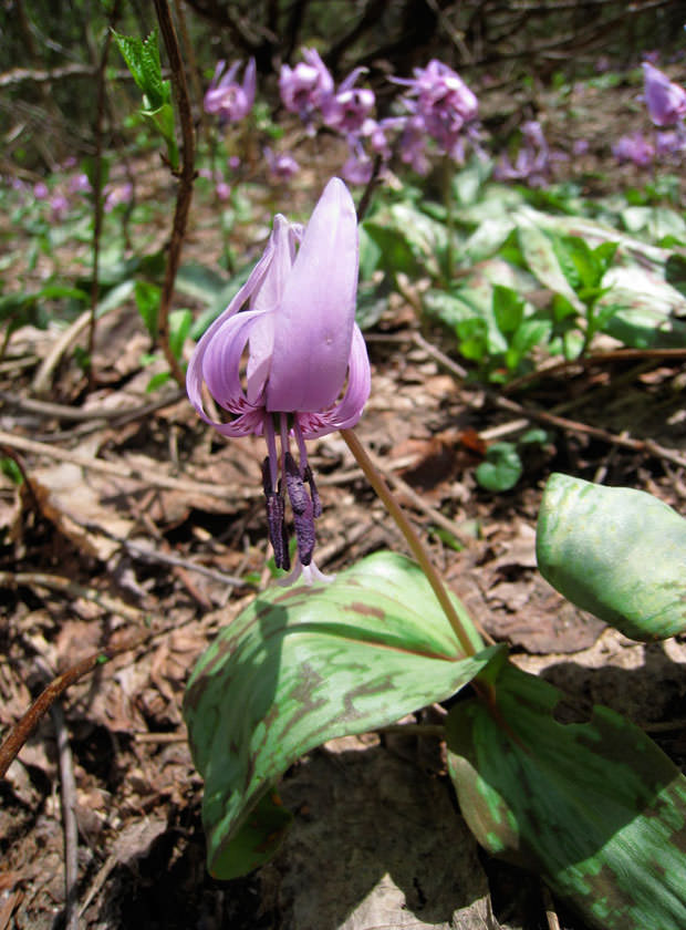 カタクリの花