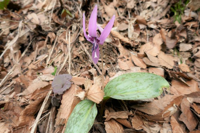 かたくりの花