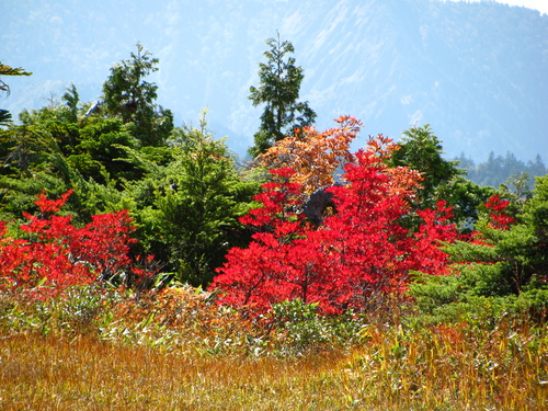 苗場　紅葉