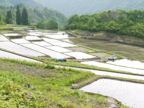 石垣田田植え